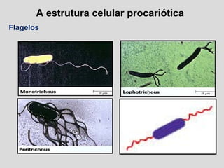 A estrutura celular procariótica
Flagelos
 