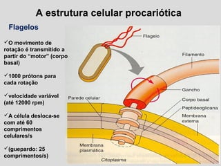 A estrutura celular procariótica
Flagelos
O movimento de
rotação é transmitido a
partir do “motor” (corpo
basal)
1000 prótons para
cada rotação
velocidade variável
(até 12000 rpm)
A célula desloca-se
com até 60
comprimentos
celulares/s
(guepardo: 25
comprimentos/s)
 