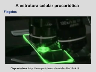 A estrutura celular procariótica
Flagelos
Disponível em: https://www.youtube.com/watch?v=9IkY12o9clA
 