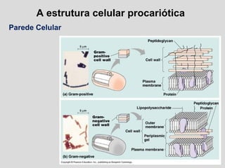 A estrutura celular procariótica
Parede Celular
 