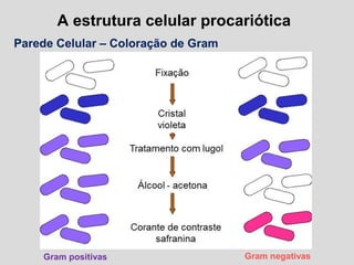 A estrutura celular procariótica
Parede Celular – Coloração de Gram
Gram positivas Gram negativas
 