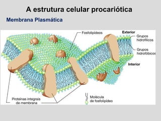 A estrutura celular procariótica
Membrana Plasmática
 