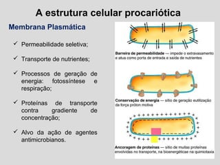 A estrutura celular procariótica
Membrana Plasmática
 Permeabilidade seletiva;
 Transporte de nutrientes;
 Processos de geração de
energia: fotossíntese e
respiração;
 Proteínas de transporte
contra gradiente de
concentração;
 Alvo da ação de agentes
antimicrobianos.
 