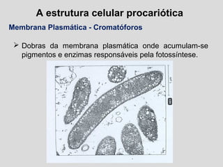 A estrutura celular procariótica
Membrana Plasmática - Cromatóforos
 Dobras da membrana plasmática onde acumulam-se
pigmentos e enzimas responsáveis pela fotossíntese.
 