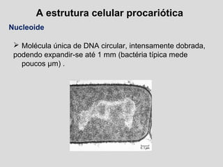 A estrutura celular procariótica
Nucleoide
 Molécula única de DNA circular, intensamente dobrada,
podendo expandir-se até 1 mm (bactéria típica mede
poucos µm) .
 