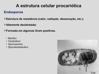 A estrutura celular procariótica
Endosporos
Estrutura de resistência (calor, radiação, dessecação, etc.);
Altamente desidratada;
Formada em algumas Gram positivas.
• Bacillus
• Clostridium
• Sporosarcina
• Sporolactobacillus
 