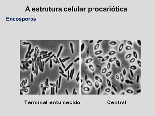A estrutura celular procariótica
Endosporos
Terminal entumecido Central
 