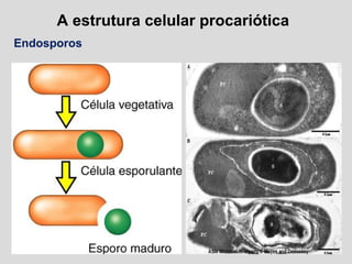 A estrutura celular procariótica
Endosporos
 
