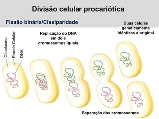 Divisão celular procariótica
DNA
ParedeCelular
Citoplasma
Replicação do DNA
em dois
cromossomos iguais
Separação dos cromossomos
Duas células
geneticamente
idênticas à original
Fissão binária/Cissiparidade
 
