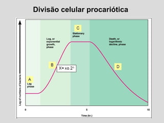 Divisão celular procariótica
 