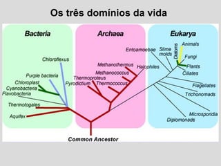 Os três domínios da vida
 