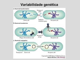 Variabilidade genética
 