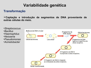 Variabilidade genética
Transformação
Captação e introdução de segmentos de DNA proveniente de
outras células do meio.
•Streptococcus
•Bacillus
•Haemophilus
•Neisseria
•Pseudomonas
•Acinetobacter
 