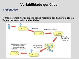 Variabilidade genética
Transdução
Transferência horizontal de genes mediada por bacteriófagos ou
fagos vírus que infectam bactérias.
 