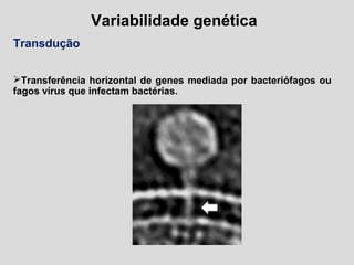 Variabilidade genética
Transdução
Transferência horizontal de genes mediada por bacteriófagos ou
fagos vírus que infectam bactérias.
 