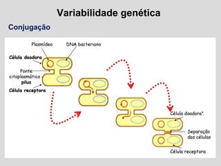 Variabilidade genética
Conjugação
 
