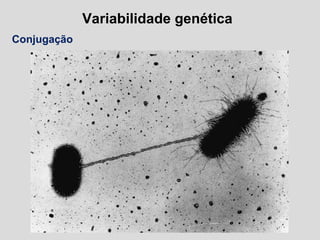 Variabilidade genética
Conjugação
 