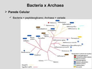 Bacteria x Archaea
 Parede Celular
 Bacteria = peptideoglicano; Archaea = variada
 