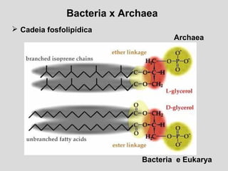 Bacteria x Archaea
 Cadeia fosfolipídica
Archaea
Bacteria e Eukarya
 