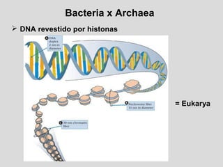 Bacteria x Archaea
 DNA revestido por histonas
= Eukarya
 