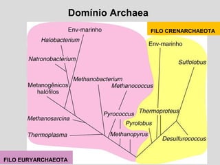 Domínio Archaea
FILO EURYARCHAEOTA
FILO CRENARCHAEOTA
 