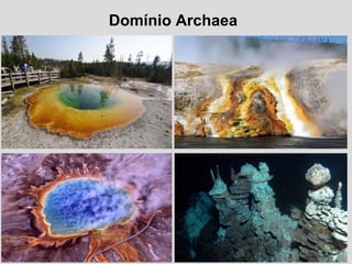 Domínio Archaea
 