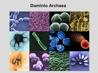 Domínio Archaea
 