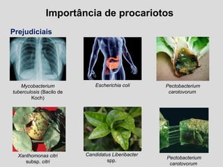 Importância de procariotos
Prejudiciais
Mycobacterium
tuberculosis (Bacilo de
Koch)
Escherichia coli Pectobacterium
carotovorum
Xanthomonas citri
subsp. citri
Pectobacterium
carotovorum
Candidatus Liberibacter
spp.
 