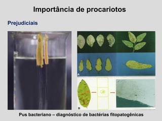 Importância de procariotos
Prejudiciais
Pus bacteriano – diagnóstico de bactérias fitopatogênicas
 