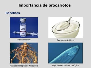 Importância de procariotos
Benéficas
Fermentação lática
Agentes de controle biológicoFixação Biológica de Nitrogênio
Medicamentos
 