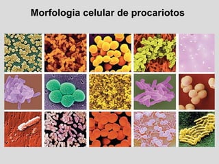 Morfologia celular de procariotos
 
