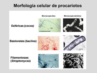 Morfologia celular de procariotos
 
