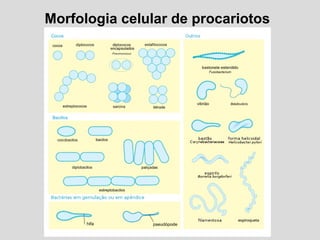 Morfologia celular de procariotos
 