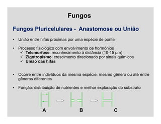 Fungos
Fungos Pluricelulares - Anastomose ou União
• União entre hifas próximas por uma espécie de ponte
• Processo fisiológico com envolvimento de hormônios
 Telemorfose: reconhecimento à distância (10-15 µm)
 Zigotropismo: crescimento direcionado por sinais químicos
 União das hifas
• Ocorre entre indivíduos da mesma espécie, mesmo gênero ou até entre
gêneros diferentes
• Função: distribuição de nutrientes e melhor exploração do substrato
A B C
 