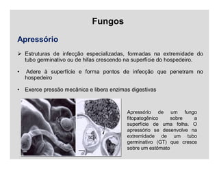 Fungos
Apressório
 Estruturas de infecção especializadas, formadas na extremidade do
tubo germinativo ou de hifas crescendo na superfície do hospedeiro.
• Adere à superfície e forma pontos de infecção que penetram no
hospedeiro
• Exerce pressão mecânica e libera enzimas digestivas
Apressório de um fungo
fitopatogênico sobre a
superfície de uma folha. O
apressório se desenvolve na
extremidade de um tubo
germinativo (GT) que cresce
sobre um estômato
 