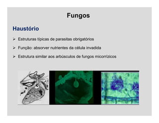Fungos
Haustório
 Estruturas típicas de parasitas obrigatórios
 Função: absorver nutrientes da célula invadida
 Estrutura similar aos arbúsculos de fungos micorrízicos
 