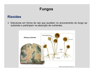 Fungos
Rizoides
 Estruturas em forma de raiz que auxiliam no ancoramento do fungo ao
substrato e participam na absorção de nutrientes.
 