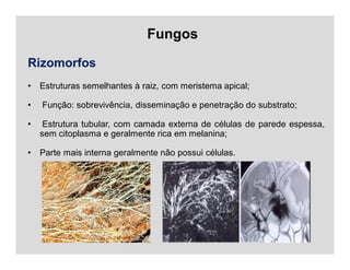 Fungos
Rizomorfos
• Estruturas semelhantes à raiz, com meristema apical;
• Função: sobrevivência, disseminação e penetração do substrato;
• Estrutura tubular, com camada externa de células de parede espessa,
sem citoplasma e geralmente rica em melanina;
• Parte mais interna geralmente não possui células.
 