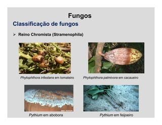 Fungos
Classificação de fungos
 Reino Chromista (Stramenophila)
Phytophthora infestans em tomateiro Phytophthora palmivora em cacaueiro
Pythium em abobora Pythium em feijoeiro
 