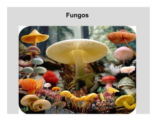 Fungos
 