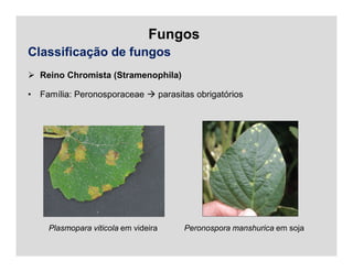 Fungos
Classificação de fungos
 Reino Chromista (Stramenophila)
• Família: Peronosporaceae  parasitas obrigatórios
Plasmopara viticola em videira Peronospora manshurica em soja
 