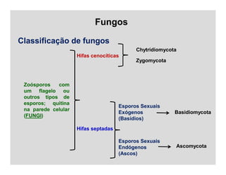 Fungos
Classificação de fungos
Zoósporos com
um flagelo ou
outros tipos de
esporos; quitina
na parede celular
(FUNGI)
Hifas cenocíticas
Hifas septadas
Chytridiomycota
Zygomycota
Esporos Sexuais
Exógenos
(Basídios)
Esporos Sexuais
Endógenos
(Ascos)
Ascomycota
Basidiomycota
 