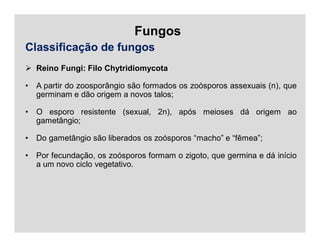 Fungos
Classificação de fungos
 Reino Fungi: Filo Chytridiomycota
• A partir do zoosporângio são formados os zoósporos assexuais (n), que
germinam e dão origem a novos talos;
• O esporo resistente (sexual, 2n), após meioses dá origem ao
gametângio;
• Do gametângio são liberados os zoósporos “macho” e “fêmea”;
• Por fecundação, os zoósporos formam o zigoto, que germina e dá início
a um novo ciclo vegetativo.
 