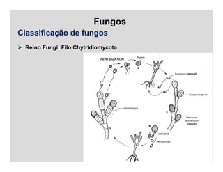 Fungos
Classificação de fungos
 Reino Fungi: Filo Chytridiomycota
 