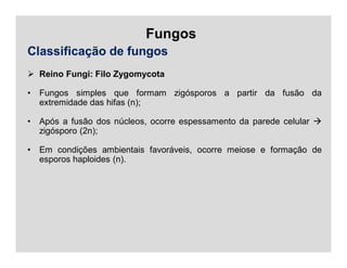 Fungos
Classificação de fungos
 Reino Fungi: Filo Zygomycota
• Fungos simples que formam zigósporos a partir da fusão da
extremidade das hifas (n);
• Após a fusão dos núcleos, ocorre espessamento da parede celular 
zigósporo (2n);
• Em condições ambientais favoráveis, ocorre meiose e formação de
esporos haploides (n).
 