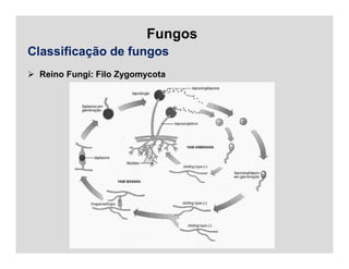 Fungos
Classificação de fungos
 Reino Fungi: Filo Zygomycota
 