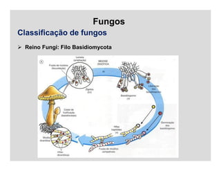 Fungos
Classificação de fungos
 Reino Fungi: Filo Basidiomycota
 