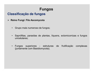 Fungos
Classificação de fungos
 Reino Fungi: Filo Ascomycota
• Grupo mais numeroso de fungos;
• Saprófitas, parasitas de plantas, líquens, ectomicorrizas e fungos
unicelulares;
• Fungos superiores - estruturas de frutificação complexas
(juntamente com Basidiomycota).
 