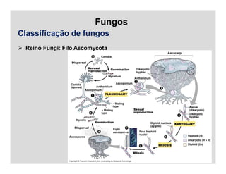 Fungos
Classificação de fungos
 Reino Fungi: Filo Ascomycota
 
