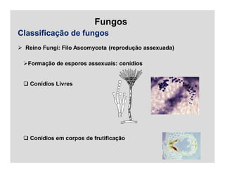 Fungos
Classificação de fungos
 Reino Fungi: Filo Ascomycota (reprodução assexuada)
Formação de esporos assexuais: conídios
 Conídios Livres
 Conídios em corpos de frutificação
 